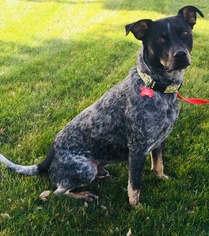 Australian Cattle Dog Dogs for adoption in Euless, TX, USA