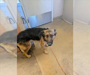 German Shepherd Dog Dogs for adoption in Sacramento, CA, USA