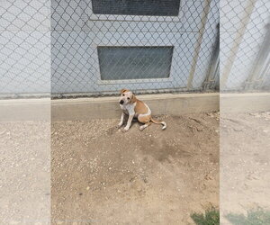 Mutt Dogs for adoption in Maquoketa, IA, USA