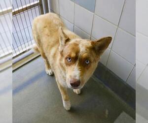 Siberian Husky-Unknown Mix Dogs for adoption in San Antonio, TX, USA