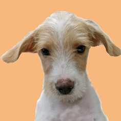 Medium Photo #1 Labrador Retriever-Mountain Cur Mix Puppy For Sale in Palatine, IL, USA