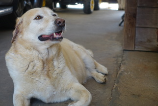 Medium Photo #1 Labrador Retriever Puppy For Sale in Mobile, AL, USA