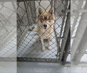 Siberian Husky Dogs for adoption in Winston Salem, NC, USA