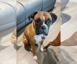 Boxer Dogs for adoption in Woodbury, MN, USA
