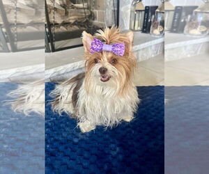 Mutt Dogs for adoption in Sandy, UT, USA