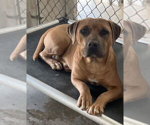 Mutt Dogs for adoption in Grafton, WI, USA