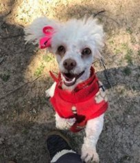 Poodle (Toy) Dogs for adoption in Phoenix , AZ, USA