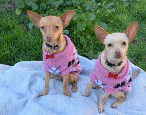 Chihuahua Dogs for adoption in El Segundo, CA, USA