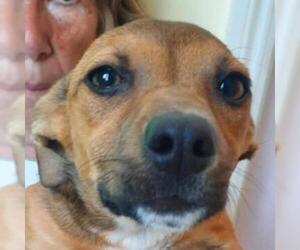 Cardigan Welsh Corgi Dogs for adoption in San Pablo, CA, USA