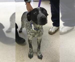 Mutt Dogs for adoption in Riverside, CA, USA