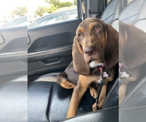 Bloodhound Dogs for adoption in Van Nuys, CA, USA
