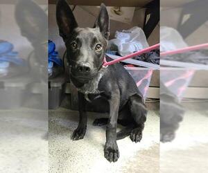 Shollie Dogs for adoption in Stockton, CA, USA