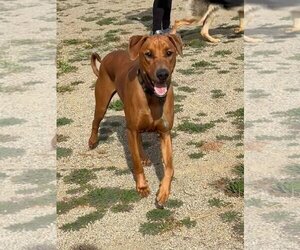 Rhodesian Ridgeback-Vizsla Mix Dogs for adoption in La Verne, CA, USA