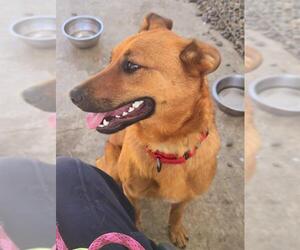 German Shepherd Dog-Unknown Mix Dogs for adoption in Sacramento, CA, USA