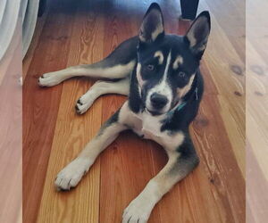 Huskies -Unknown Mix Dogs for adoption in Canton, CT, USA