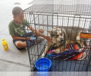 Small Norwegian Elkhound