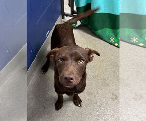 Labrador Retriever-Unknown Mix Dogs for adoption in Sterling, MA, USA