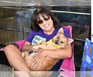 Chiweenie Dogs for adoption in Greenwood, LA, USA