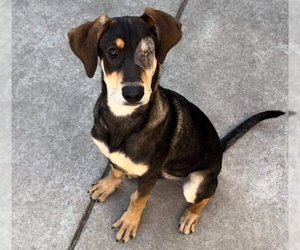 Black and Tan Coonhound-Unknown Mix Dogs for adoption in Sacramento, CA, USA