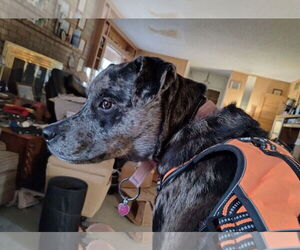 Catahoula Leopard Dog-Unknown Mix Dogs for adoption in Euless, TX, USA