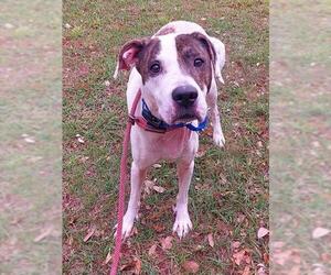 Labrador Retriever-Unknown Mix Dogs for adoption in Fort Lauderdale, FL, USA