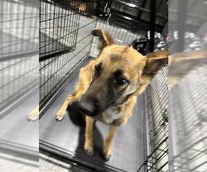 Mutt Dogs for adoption in Bakersfield, CA, USA