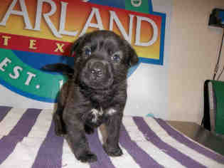 Medium Photo #1 Shepradors Puppy For Sale in Pearland, TX, USA
