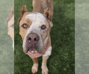 Mastiff-Unknown Mix Dogs for adoption in Lakewood, CO, USA