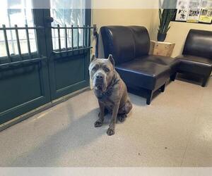 Mutt Dogs for adoption in Pasadena, CA, USA