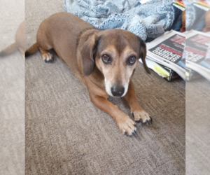 Doxle Dogs for adoption in Sioux Falls, SD, USA