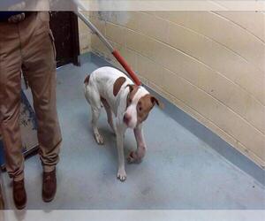 Mutt Dogs for adoption in Tulsa, OK, USA
