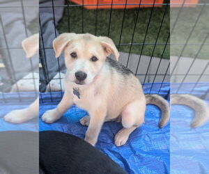 Siberian Husky Dogs for adoption in Holly Springs, NC, USA