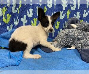 Chihuahua-Unknown Mix Dogs for adoption in Modesto, CA, USA