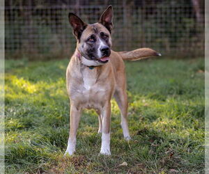 Akita-German Shepherd Dog Mix Dogs for adoption in Princeton, MN, USA