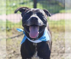 Labrador Retriever-Unknown Mix Dogs for adoption in San Antonio, TX, USA