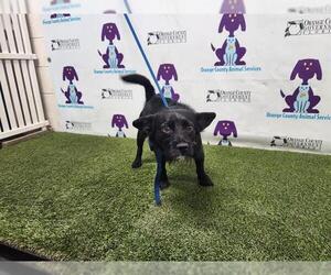 Mutt Dogs for adoption in Orlando, FL, USA