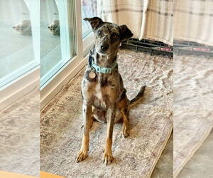 Catahoula Leopard Dog-Unknown Mix Dogs for adoption in Salt Lake City, UT, USA