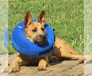 Mutt Dogs for adoption in Lakewood, CO, USA