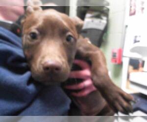 Labrador Retriever-Unknown Mix Dogs for adoption in Tulsa, OK, USA