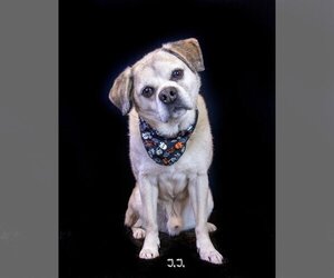 Puggle Dogs for adoption in Hot Springs Village, AR, USA