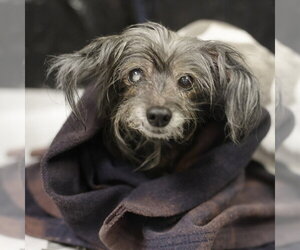 Mutt Dogs for adoption in San Antonio, TX, USA
