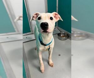 American Pit Bull Terrier-Unknown Mix Dogs for adoption in Oklahoma City, OK, USA