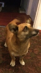Chi-Corgi Dogs for adoption in Bellevue, WA, USA
