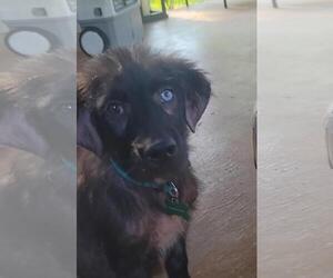 German Shepherd Dog-Huskies Mix Dogs for adoption in New Orleans, LA, USA