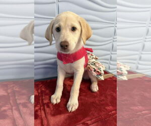 Retriever -Unknown Mix Dogs for adoption in Cuba, NY, USA