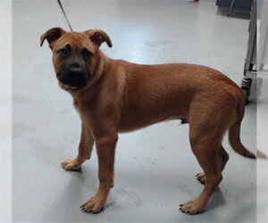 Labrador Retriever-Unknown Mix Dogs for adoption in Fayetteville, NC, USA