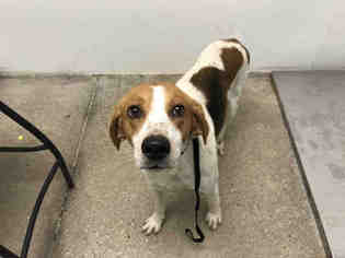 American Foxhound Dogs for adoption in Lawrence, KS, USA