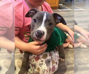 American Pit Bull Terrier-Unknown Mix Dogs for adoption in Belleville, MI, USA
