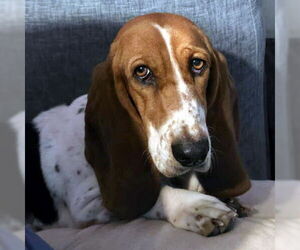 Basset Hound Dogs for adoption in Deepwater, NJ, USA