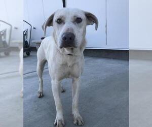 Labrador Retriever-Unknown Mix Dogs for adoption in Fresno, CA, USA